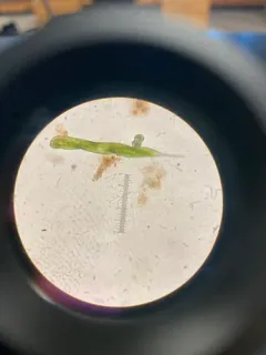 Lepocinclis oxyuris thumbnail 4