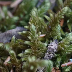 Golden Glade-moss thumbnail 2