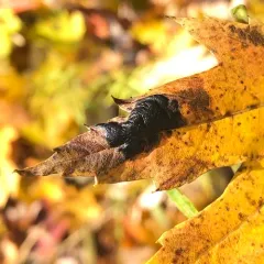 American Tar Spot thumbnail 4