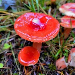 Redhead Russula thumbnail 4