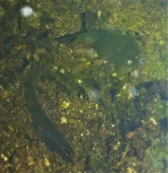 Tadpole Madtom thumbnail 4