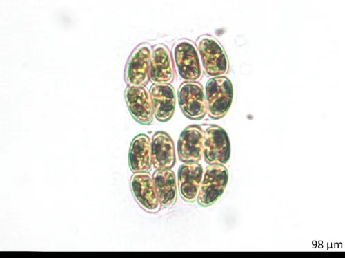 Willea rectangularis