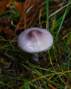 Inocybe pallidicremea thumbnail 4