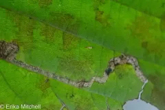 Ectoedemia virgulae thumbnail 2