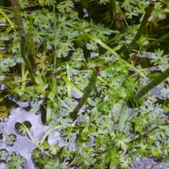 Small Yellow Water-crowfoot thumbnail 4