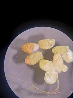 Fat Duckweed thumbnail 1