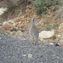 Chukar thumbnail 2