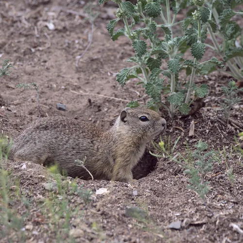 Belding's Ground Squirrel