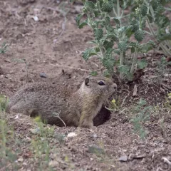 Belding's Ground Squirrel thumbnail 1