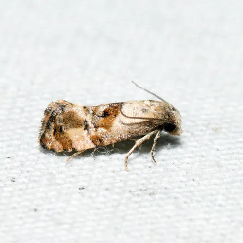 Kearfott's Rolandylis
