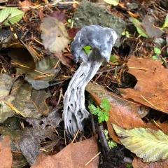 Western Black Elfin Saddle thumbnail 4
