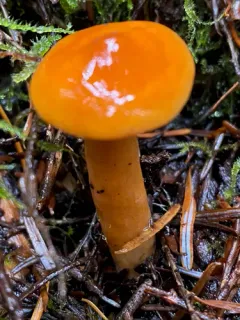Lactarius substriatus thumbnail 3