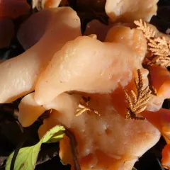 Apricot Jelly thumbnail 4