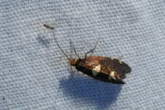 Incurvaria vetulella thumbnail 2