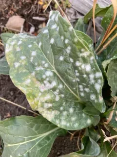 Hound's-Tongue Powdery Mildew thumbnail 2