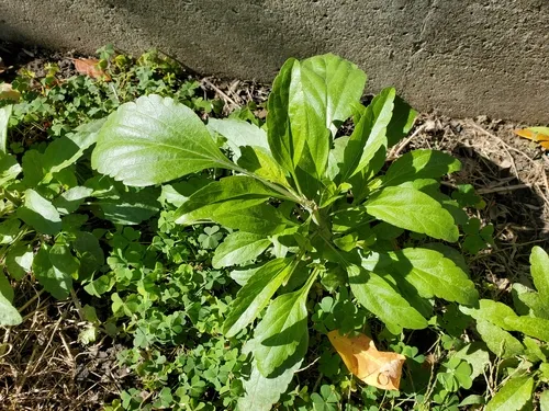 Mealy Blue Sage