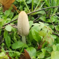 flocculose inkcap thumbnail 3