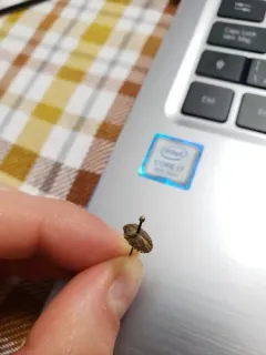 Eurygaster alternata thumbnail 2