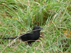 Groove-billed Ani thumbnail 3