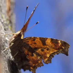 Eastern Comma thumbnail 4