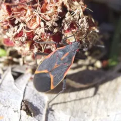 Eastern Boxelder Bug thumbnail 4