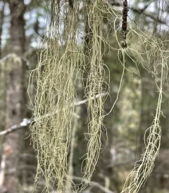 Pitted Beard Lichen thumbnail 3