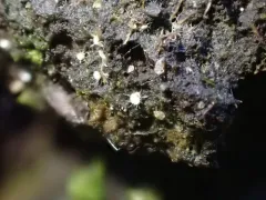 Volutella ciliata thumbnail 3