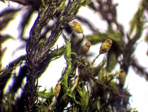 Slender Fringe-moss