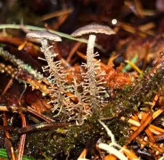 branched shanklet thumbnail 3