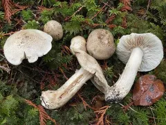 Tricholoma venenatoides thumbnail 2