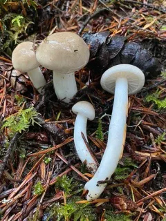 Hygrophorus albofloccosus thumbnail 2