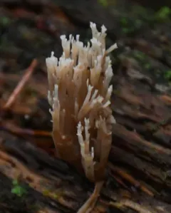 Artomyces piperatus thumbnail 3