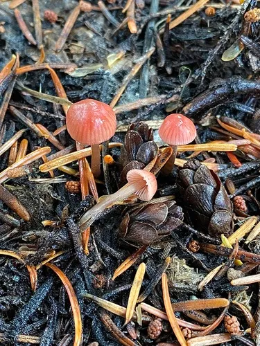 Mycena monticola