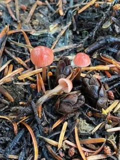Mycena monticola thumbnail 1