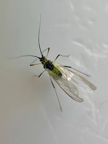 Sowthistle Aphid