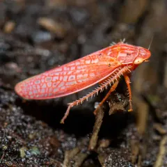 Gyponana gladia thumbnail 2