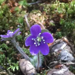 round-lobed hepatica thumbnail 2