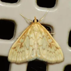 smartweed borer thumbnail 2