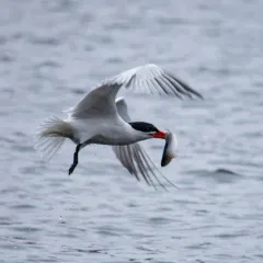 Caspian Tern thumbnail 3