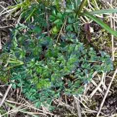 tall meadow-rue thumbnail 4