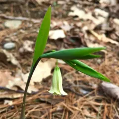 sessile bellwort thumbnail 3