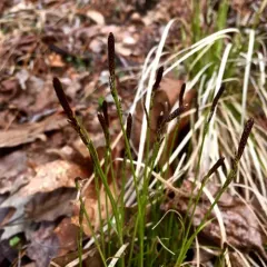 Pennsylvania sedge thumbnail 3
