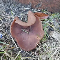 Common Brown Cup thumbnail 3
