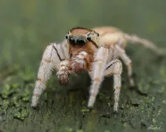 Pelegrina flaviceps thumbnail 3