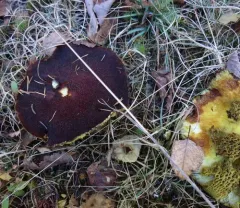 Hollow Bolete thumbnail 3