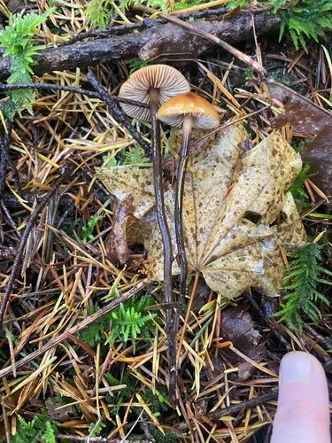Phaeocollybia attenuata