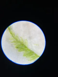 Round Silk-moss thumbnail 2