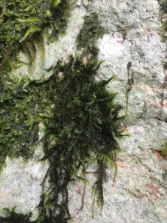 Lawton's Rock Moss thumbnail 2