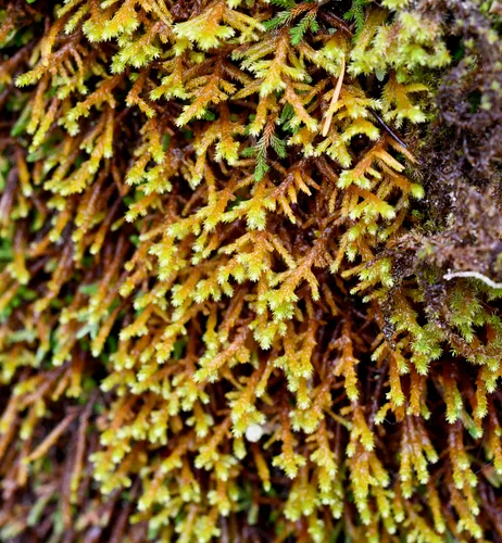 Pendulous Wing-moss