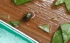 Banded Cucumber Beetle thumbnail 2